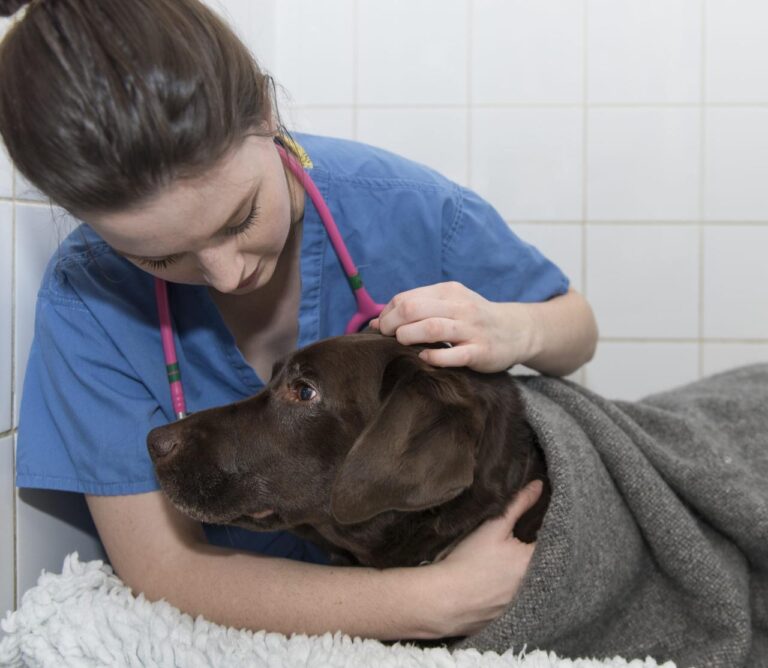 What is a Registered Veterinary Nurse (RVN)? - Hook Norton Veterinary Group