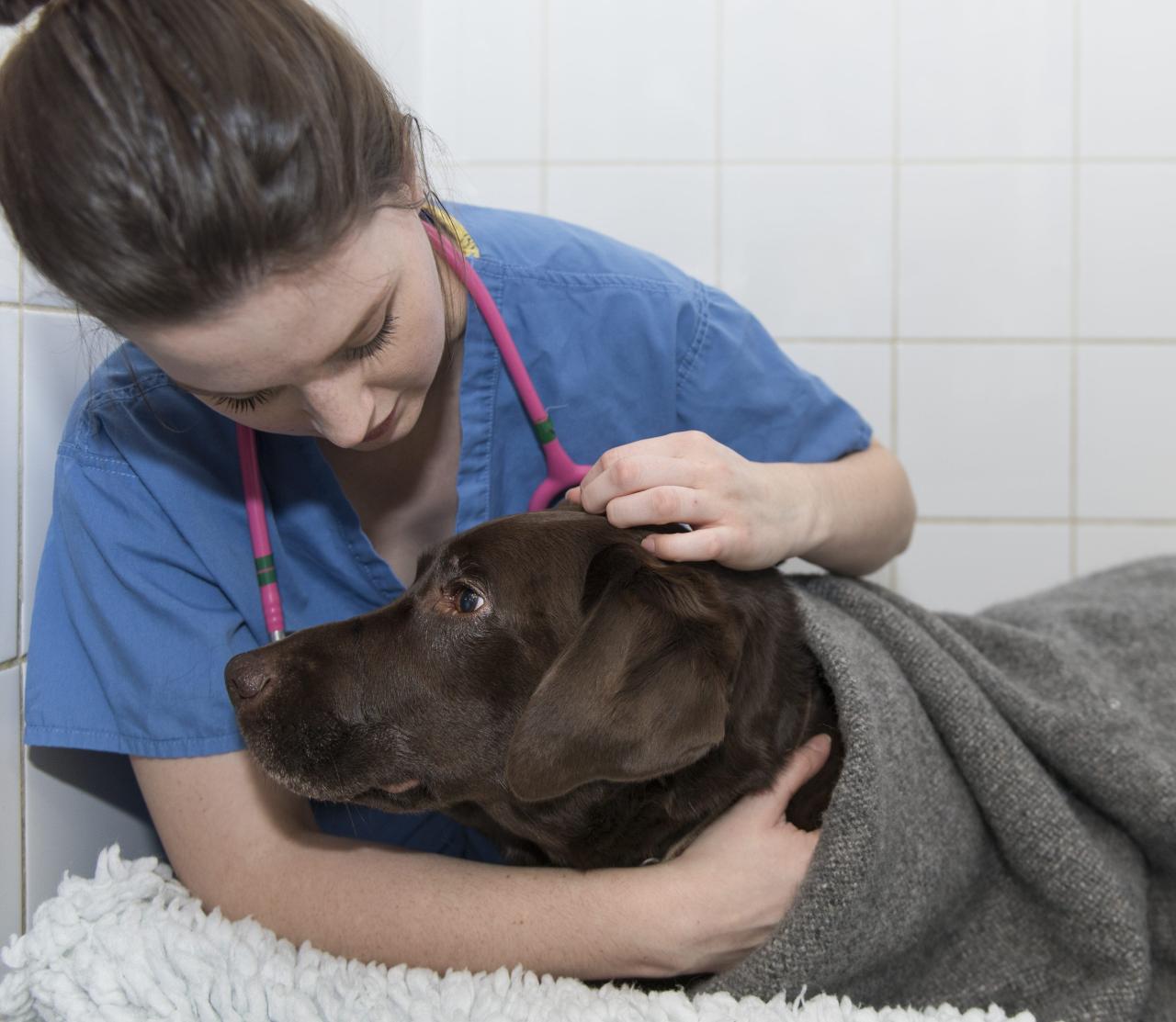 What is a Registered Veterinary Nurse (RVN)? - Hook Norton Veterinary Group What is a Registered Veterinary Nurse (RVN)? - Hook Norton Veterinary Group