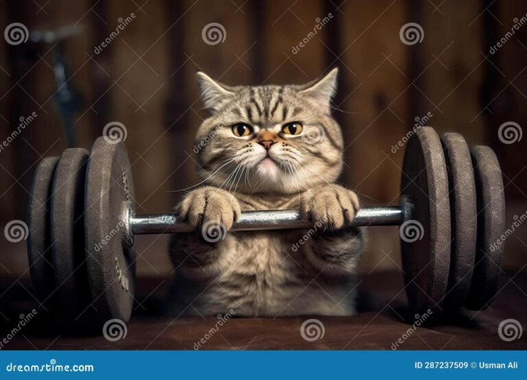 Fit cat